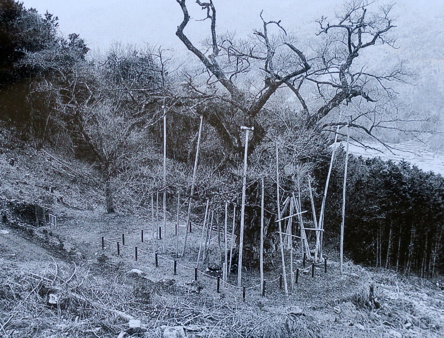 樽見の大桜の歴史／養父市