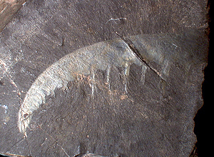 巨大なアノマロカリスの化石 美麗 関山動物群 本物保証