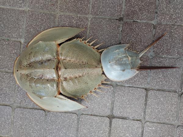 野生 カブトガニ脱皮殻 約35センチ 野生カブトガニ脱皮殻 約35センチ B