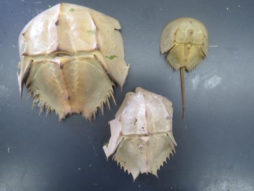 野生 カブトガニ脱皮殻 約42センチ 奇形個体 野生 カブトガニ脱皮殻