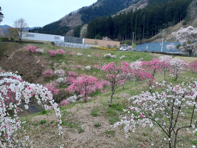 花の開花状況｜2024年 ｜群馬県みどり市