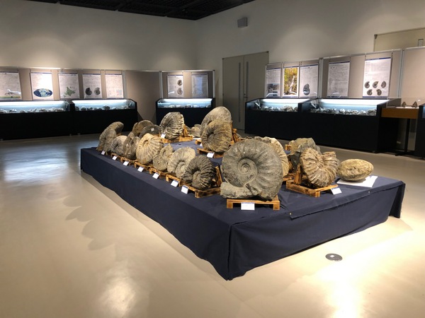 終了】平成30年度企画展「北海道のアンモナイト ～セノマニアン編