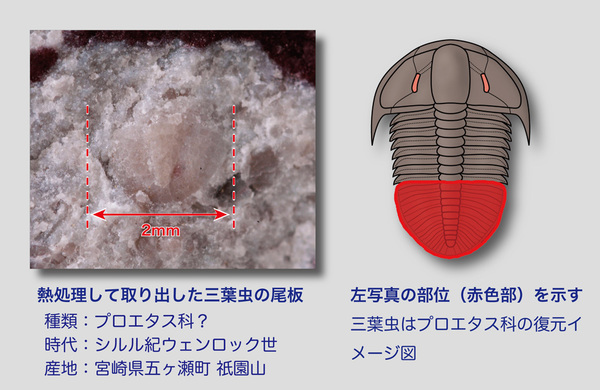 館長コラム 「こんな化石も展示しています」第3回 ー三葉虫その3