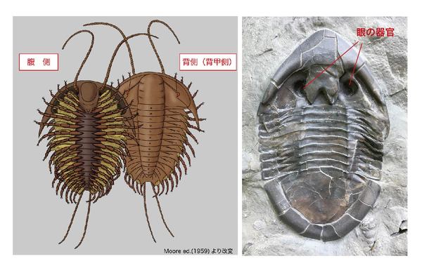館長コラム 「こんな化石も展示しています」第2回 －三葉虫その2