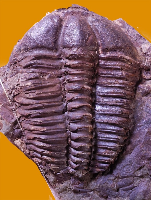 館長コラム 「こんな化石も展示しています」第4回 ー三葉虫その4