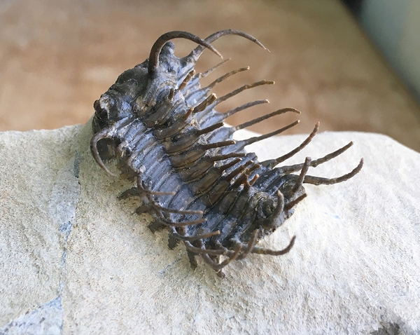 館長コラム 「こんな化石も展示しています」第1回 －三葉虫その1