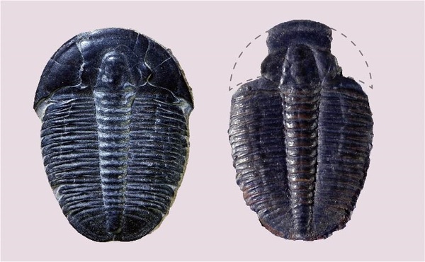 館長コラム 「こんな化石も展示しています」第5回 ー三葉虫その5