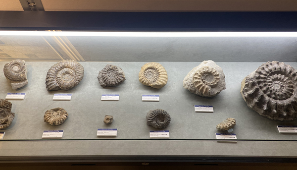 終了】令和5年度企画展「北海道のアンモナイト サントニアン編