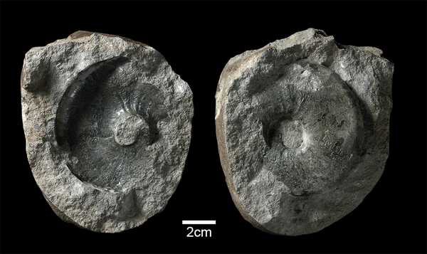化石 標本 ノジュール原石 アンモナイト 国産 球状コンクリーション