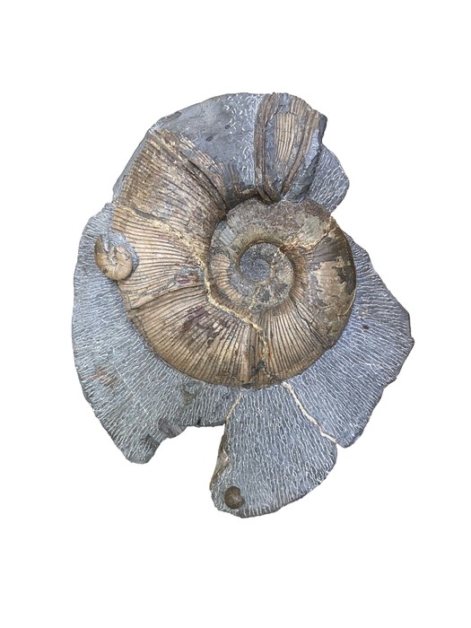 アンモナイト群集化石 コレクション 化石 北海道 三笠三笠ジオパーク