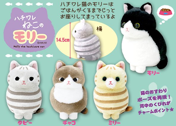 ≪8月の新商品≫ハチワレねこのモリー☆アミューズプライズ-NEW ITEM