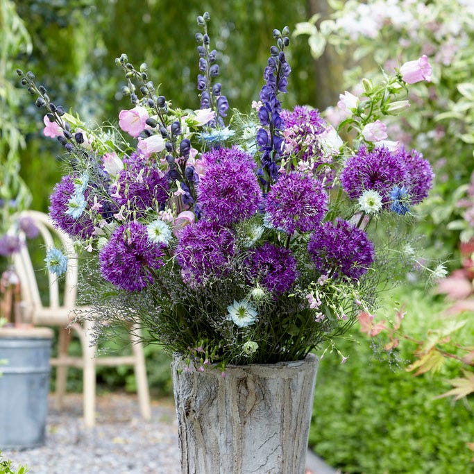 Purple Sensation Allium, Allium aflatunense | American Meadows