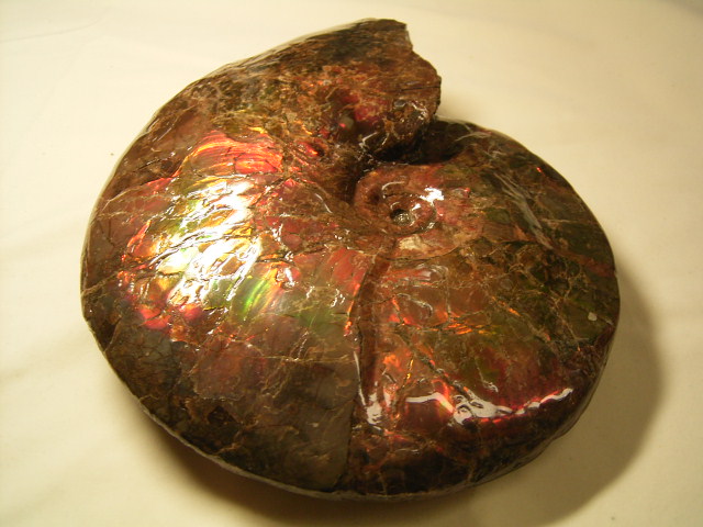 アンモライト原石 【化石ジュエリー宝石販売ルーム】