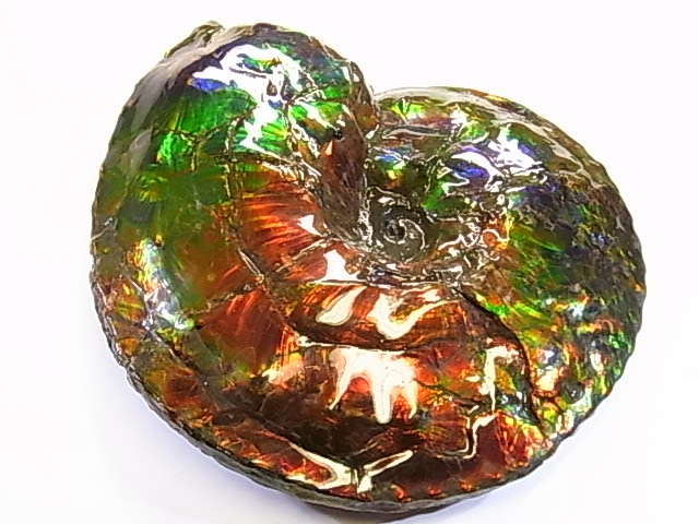 アンモライト原石 アンモライト研究所【化石ジュエリー宝石販売ルーム】