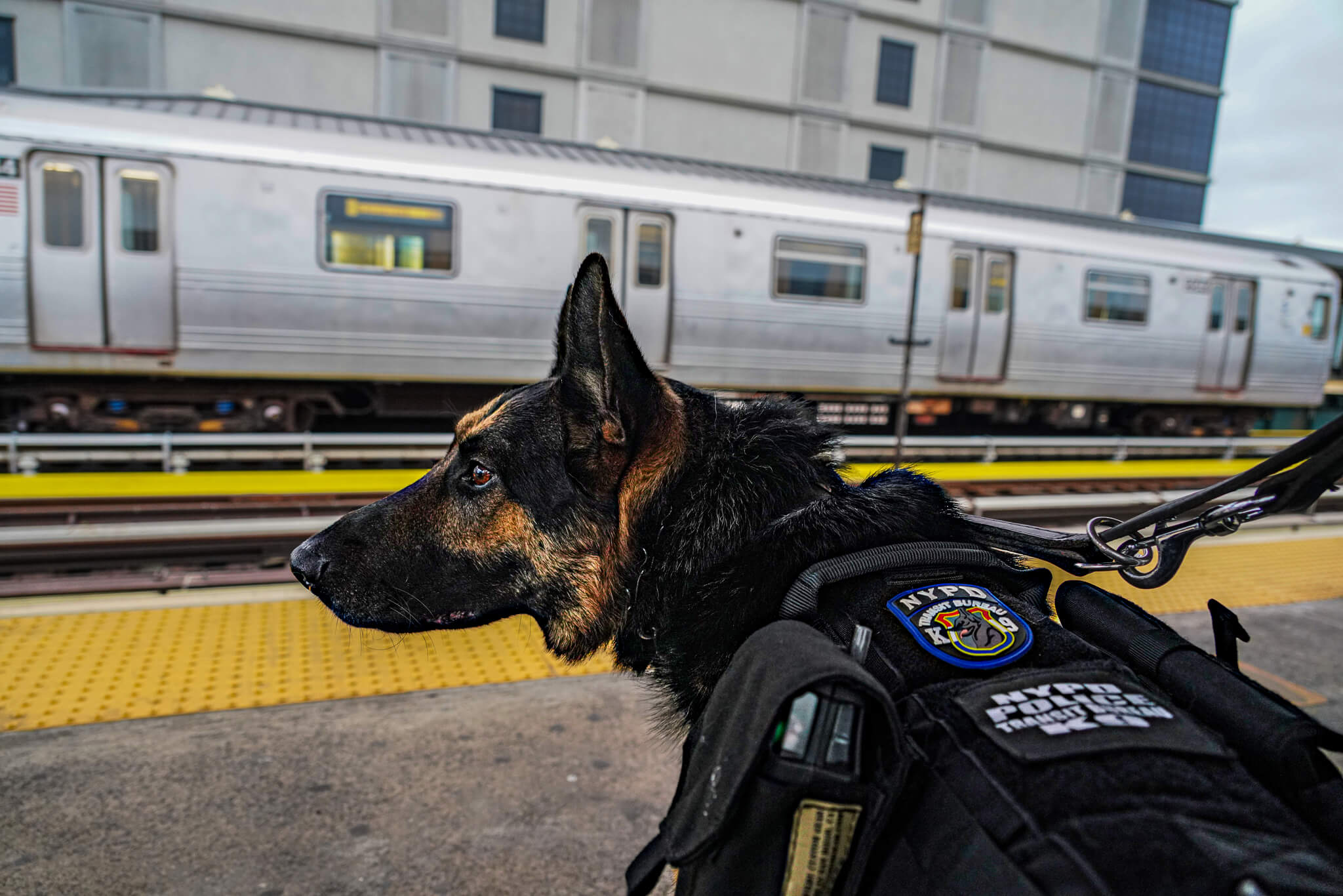 NYPD K-9 Unit Introduces Cutting-Edge Law Enforcement Tech