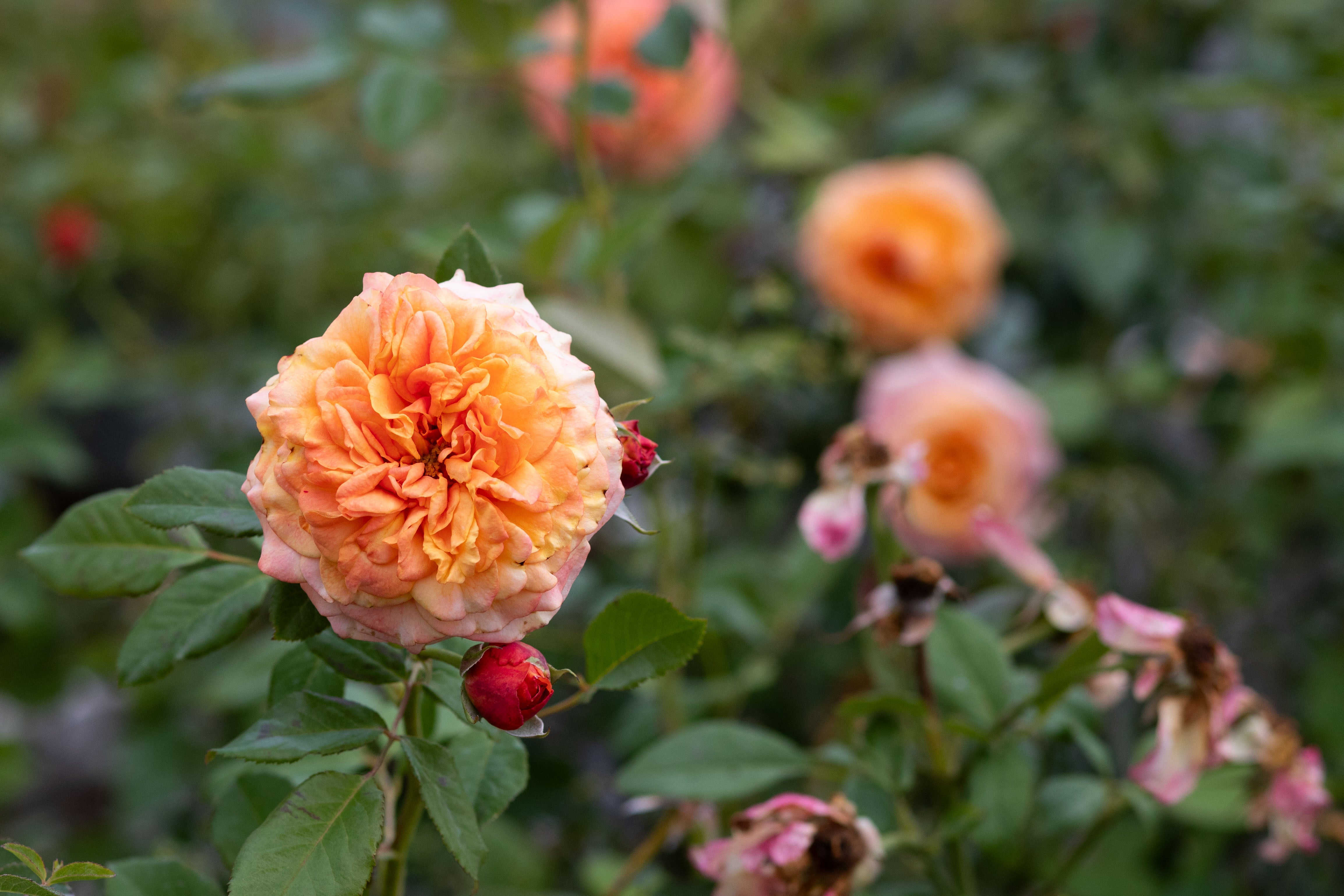 Crazy Love™ - Sunbelt® – Antique Rose Emporium