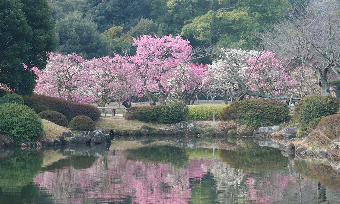 Takamatsu, Kagawa: The night illumination of cherry blossoms and