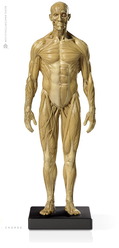 AnatomyTools
