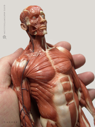 AnatomyTools