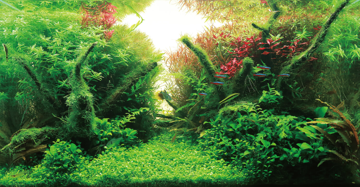 ADA - SOLAR RGB | Revolutionary Light