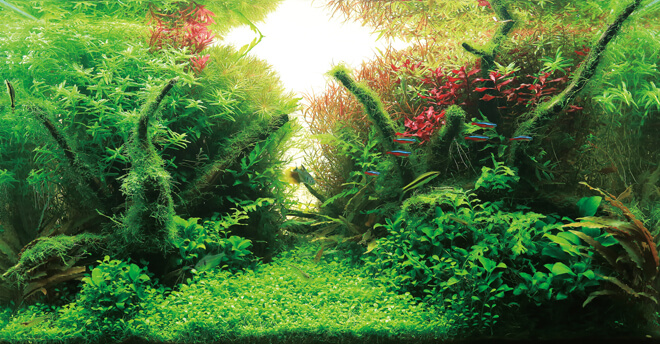 ADA - SOLAR RGB | Revolutionary Light