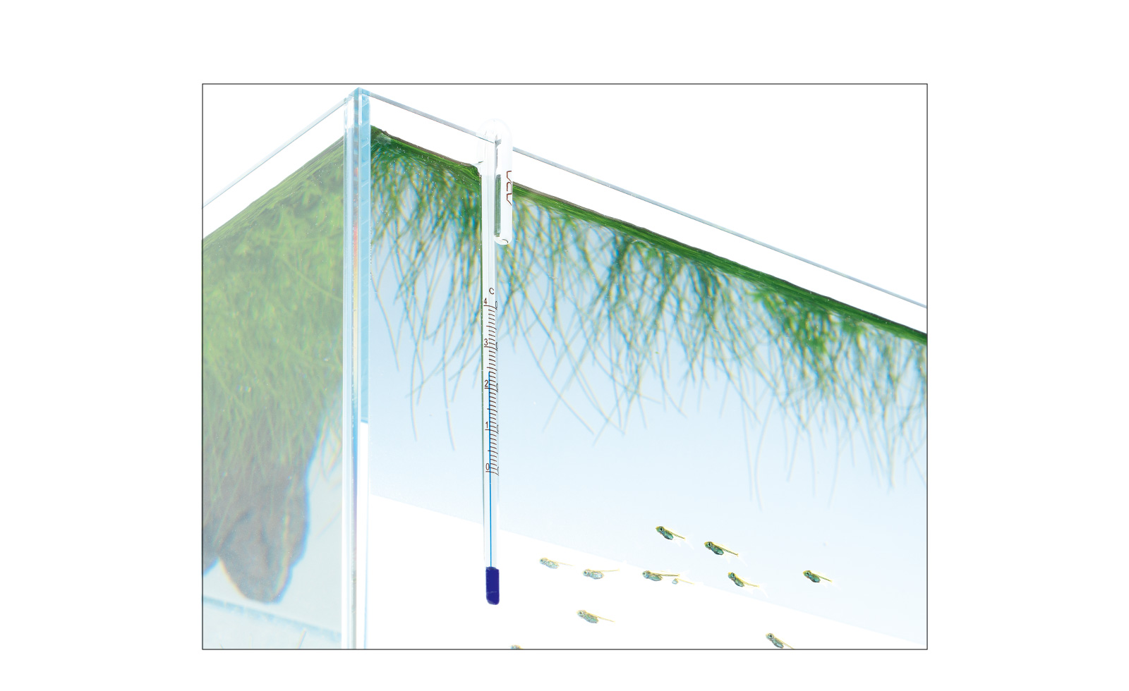NAサーモメーター | ADA - PRODUCT - 水槽関連用品