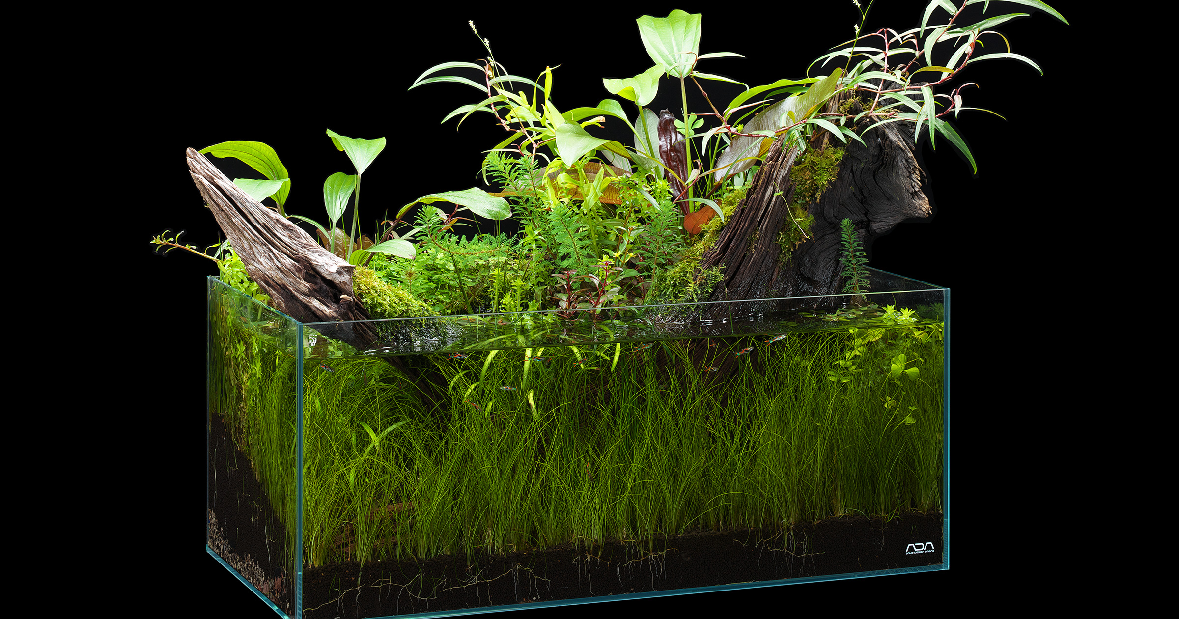 NATURE IN THE GLASS 「陽光に輝く」 | AQUA DESIGN AMANO