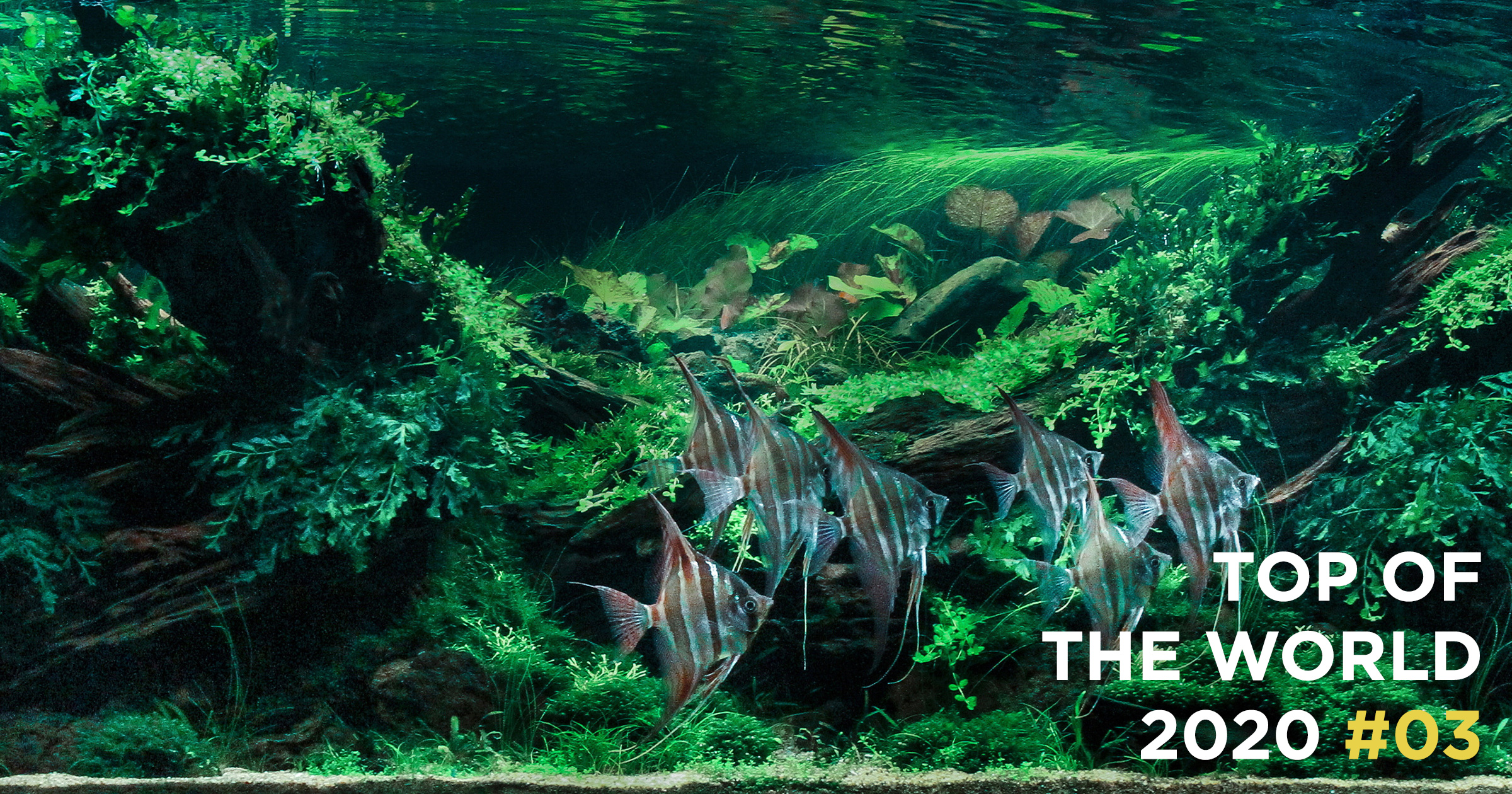 TOP OF THE WORLD 2020 #03 | AQUA DESIGN AMANO