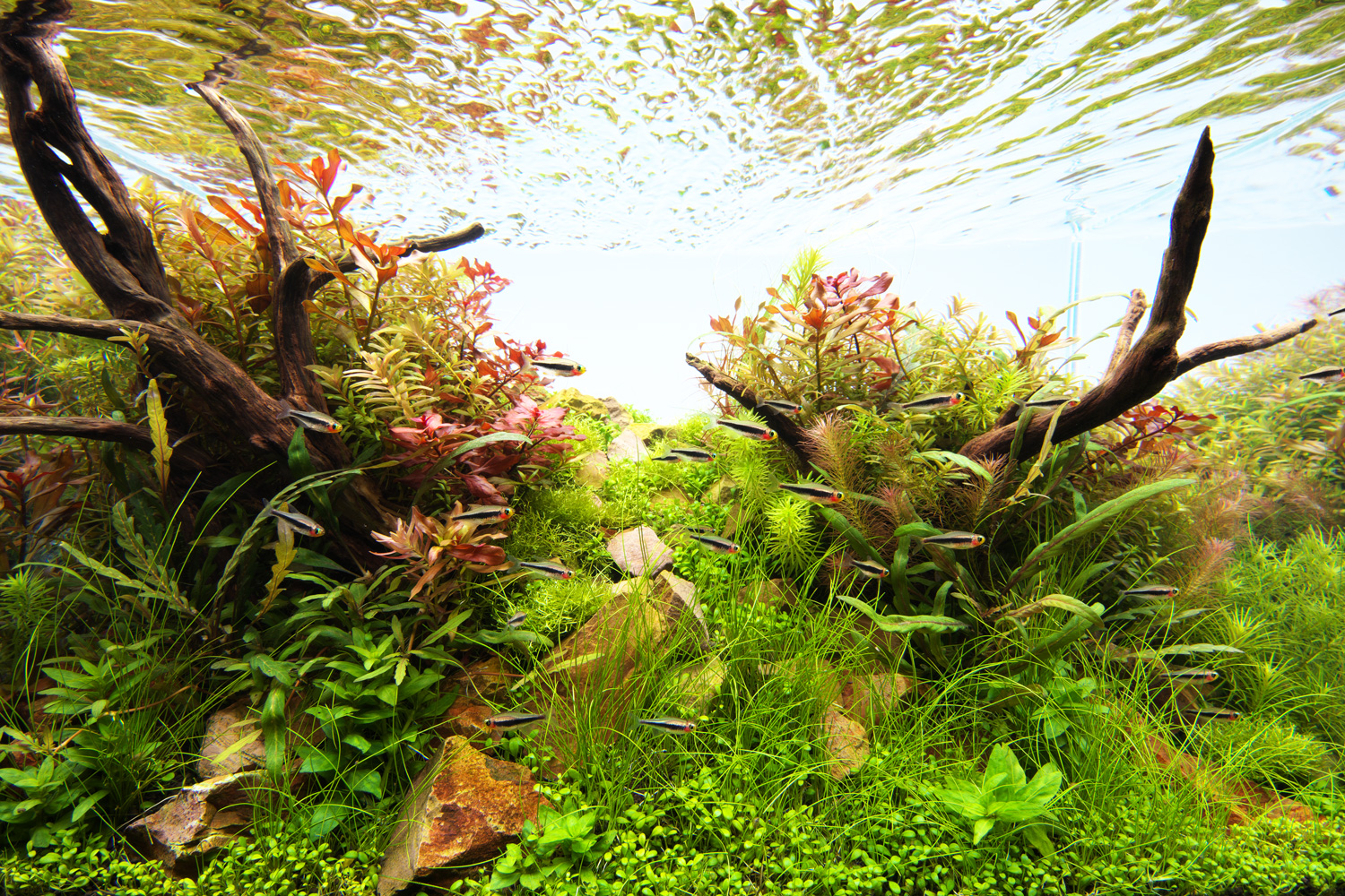 NATURE IN THE GLASS 「あの丘の向こうに」 | AQUA DESIGN AMANO