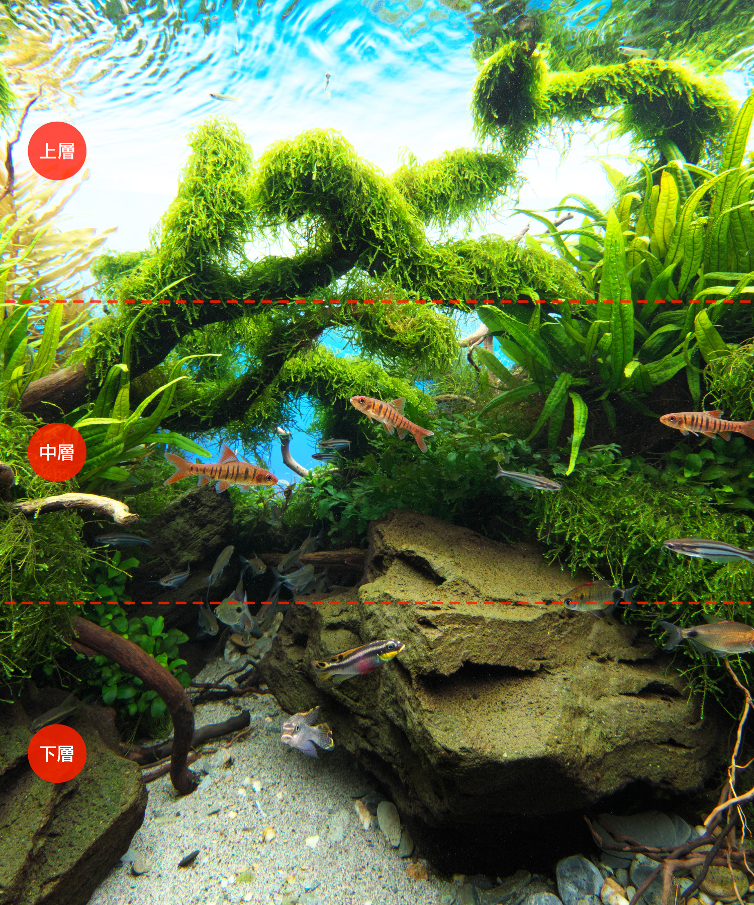 NATURE AQUARIUM GALLERY #01 「ダイバースフォレスト」 | AQUA DESIGN