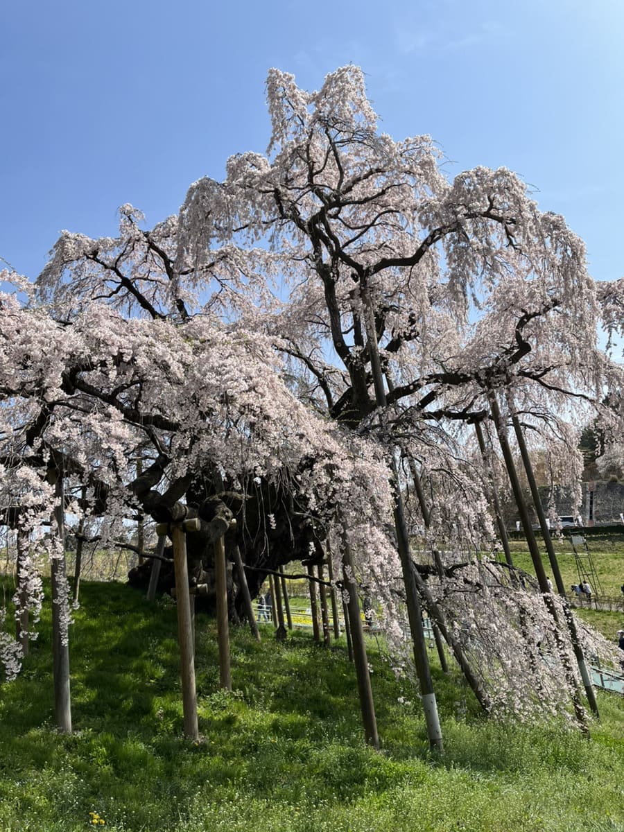 福島が誇る日本三大桜といえば「三春滝桜」 | 不動産の売買ならイエ
