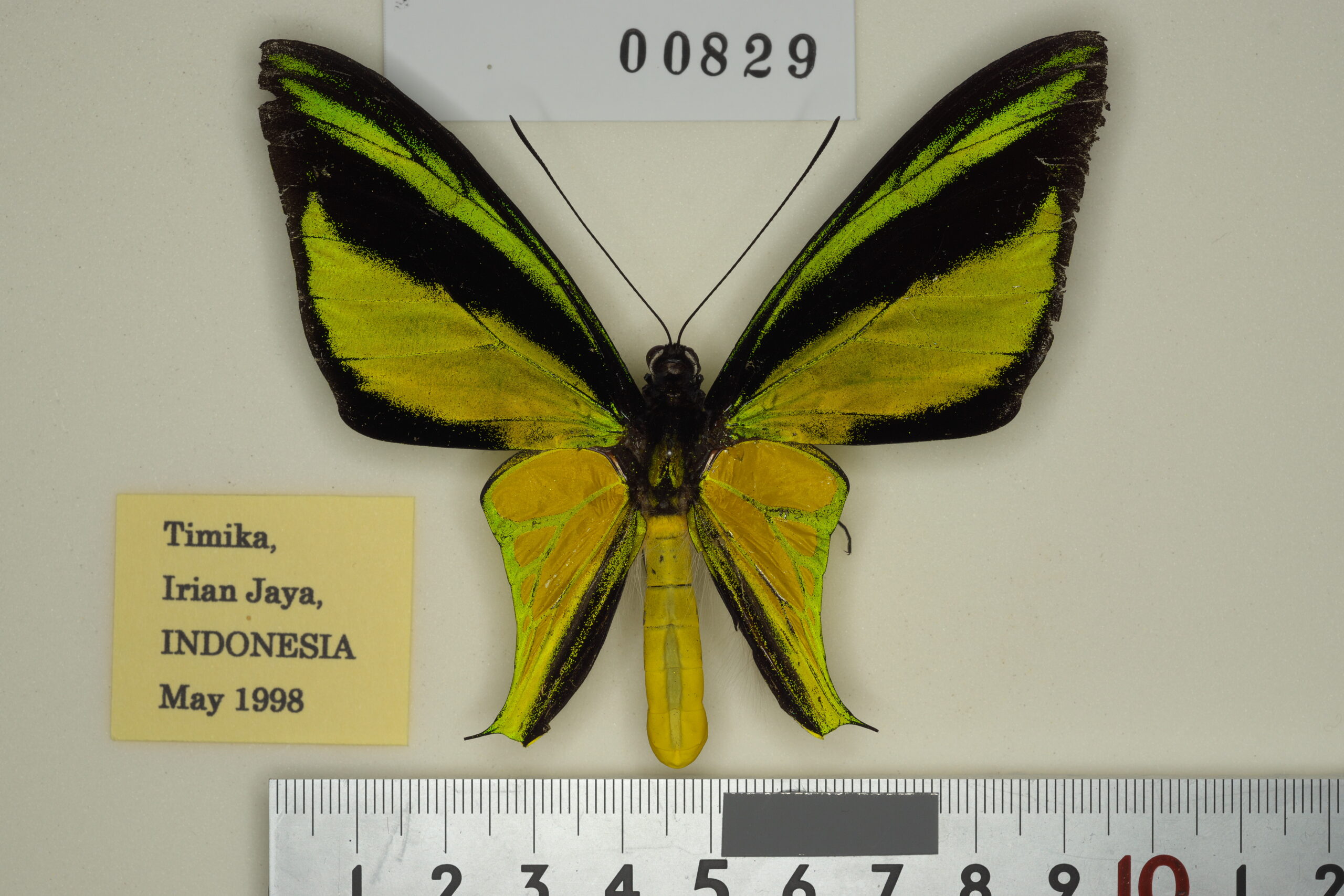 086-00828 | トリバネアゲハデジタル大図鑑（大屋崇コレクション）