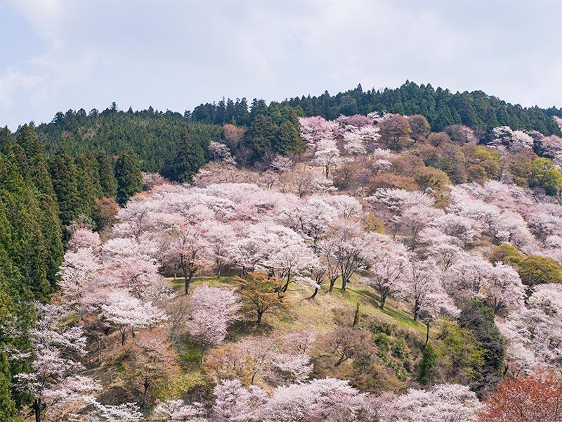 お試し版 | 【吉野山】息をのむほど美しい、神秘の千本桜を巡る〜世界