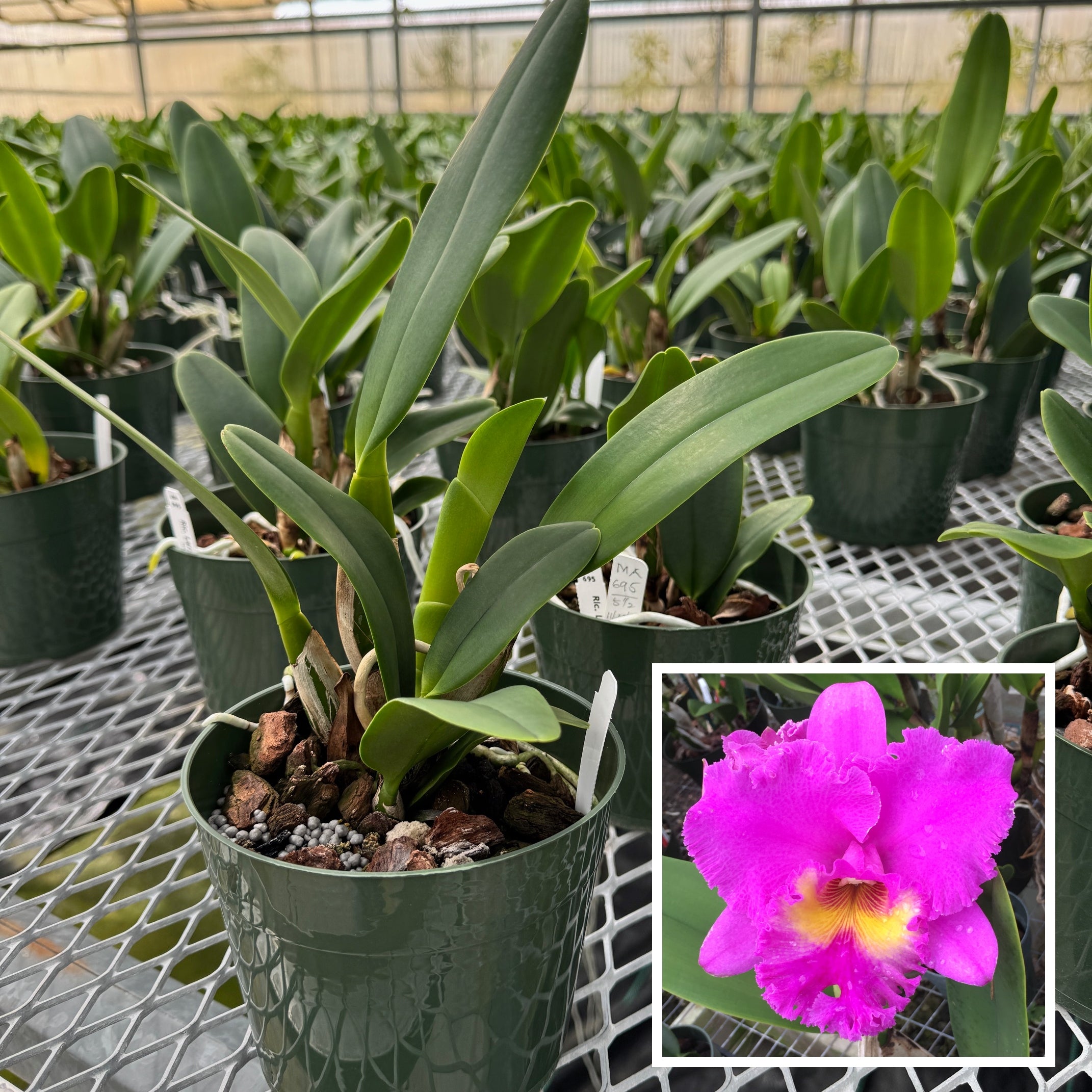 Rlc. Larry Nishikawa 'Volcano Princess' (5.5