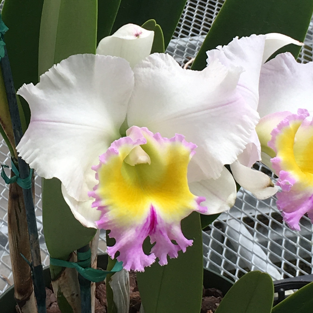 Rlc. Heavenly Sweet 'Volcano Queen' (5.5