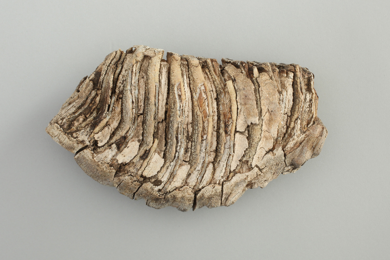 アキハクコレクション 秋田県立博物館