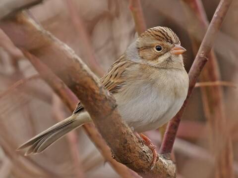 Clay-colored Sparrow Identification, All About Birds, Cornell Lab