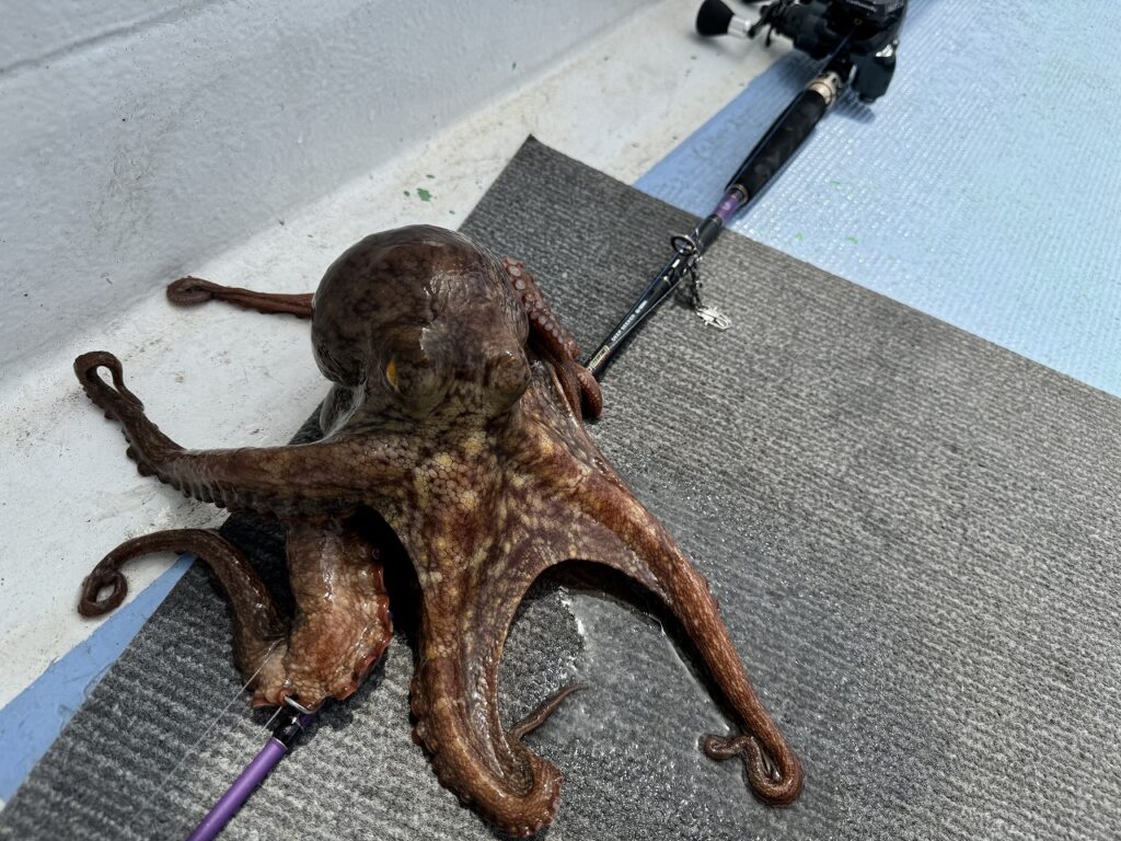 アルファソニック ディープシーカー」レポート＠鹿島港・エギタコ