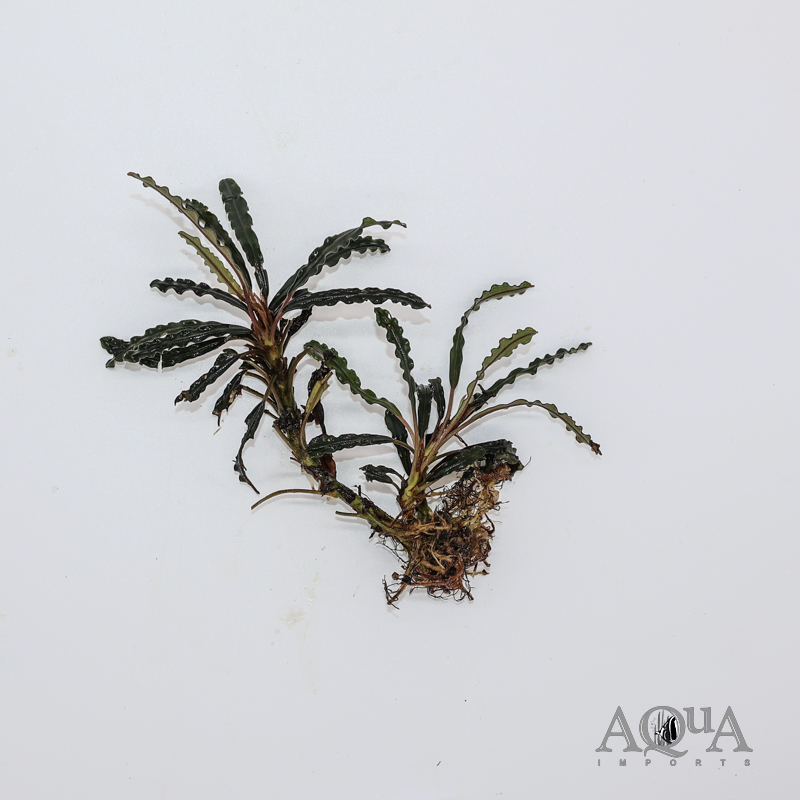 Bucephalandra 'Velvet' - Aqua Imports