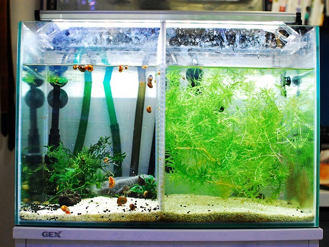 GEX クリアLED 900 PG NISSO LED水槽用ライト 90cm スーパークリア