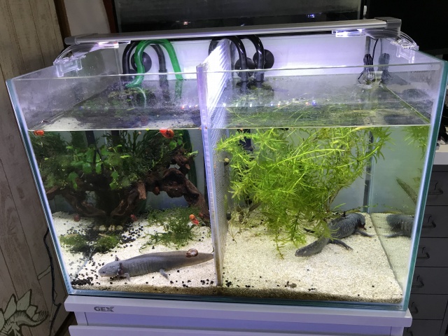 旧型】コトブキ「フラットLED」レビュー！水草育成や比較とか