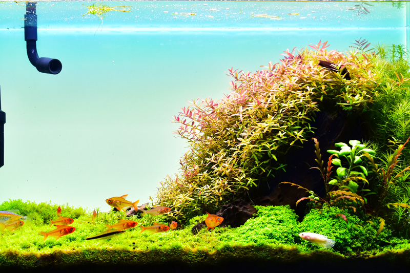 明るく綺麗なバックスクリーン「esAqua ライトスクリーン」レビュー