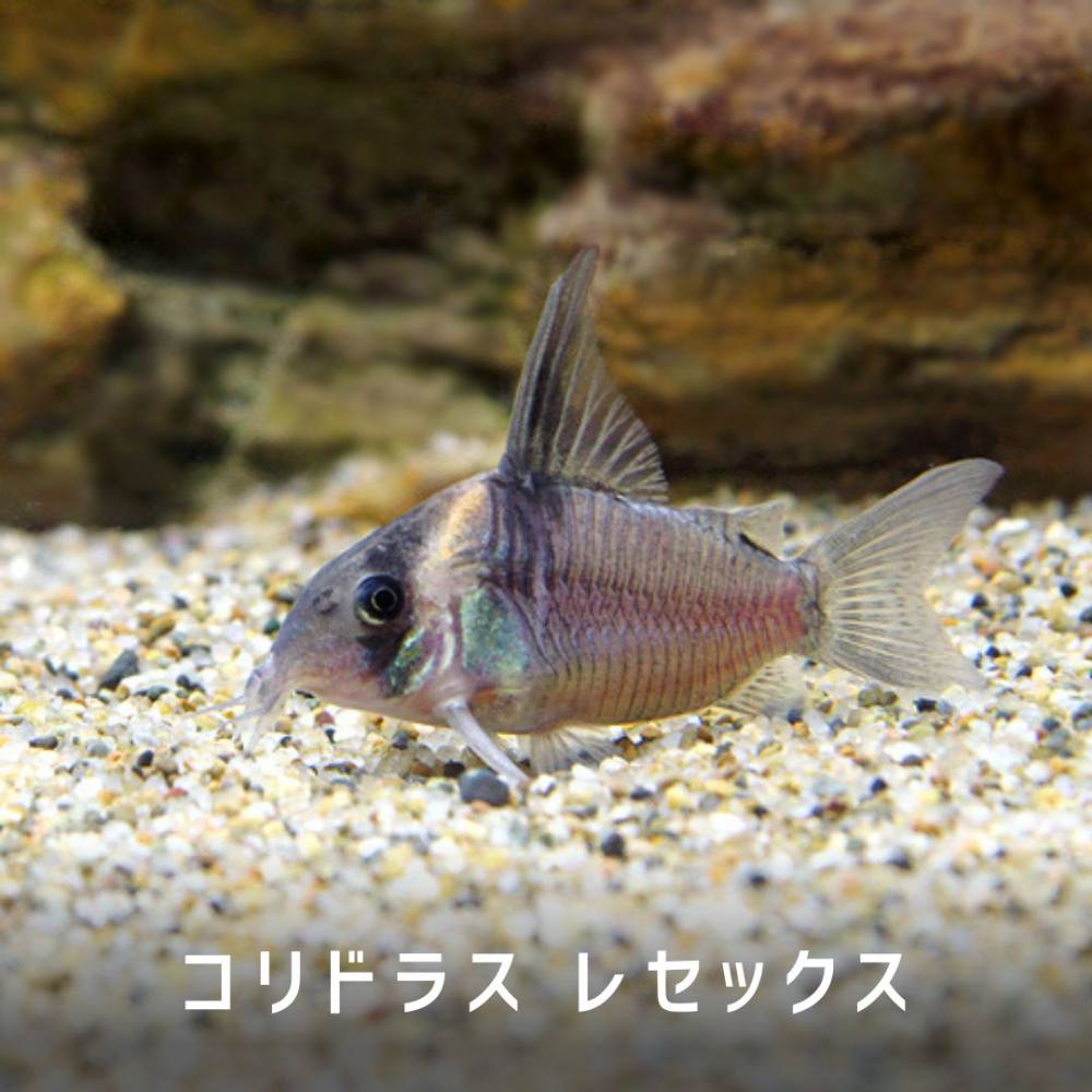 Corydoraspedia コリドラス 図鑑 鼠魚 辞典 Corydoraspedia コリドラス