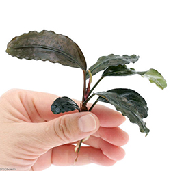 ま*ん様 ブセファランドラ 3種 4個 ま*ん様 ブセファランドラ 3種 4個 ま*ん様 ブセファランドラ 3種 4個