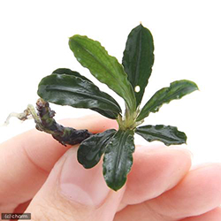 ブセファランドラ29種セット ブセファランドラ29種セット ブセファランドラ29種セット