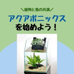 すぐ始められる！！上部濾過式アクアポニックス水槽アクアリウム水槽
