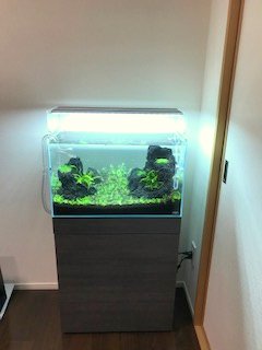 ADA水槽 60センチ ※水槽のみ