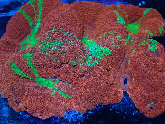 アクアスタイルユー（AQUASTYLEYOU）｜海水魚・サンゴの通販 販売