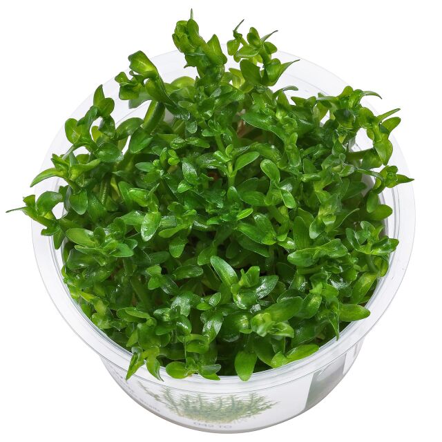 ADA - Lily Pipe Spin P - Outflow | Aquasabi - Aquascaping Shop