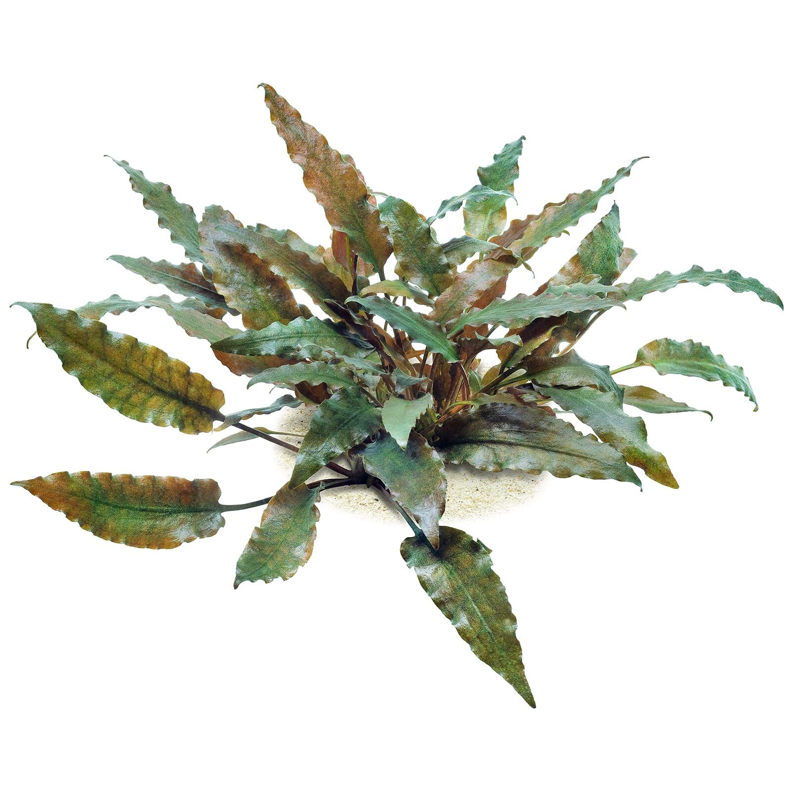 Cryptocoryne wendtii 